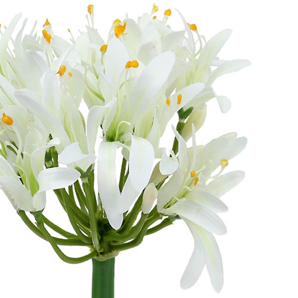 Agapanthus-Weiss-78cm-85763_5