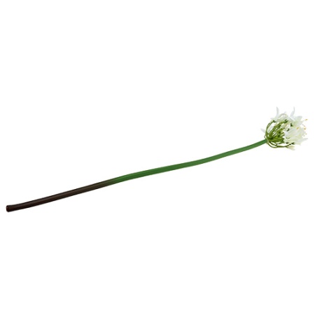 Agapanthus-Weiss-78cm-85763_2